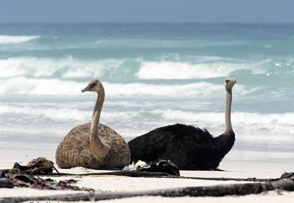 ostriches sitting by the sea on the sand