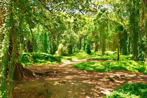 Vista del bosque de La Habana