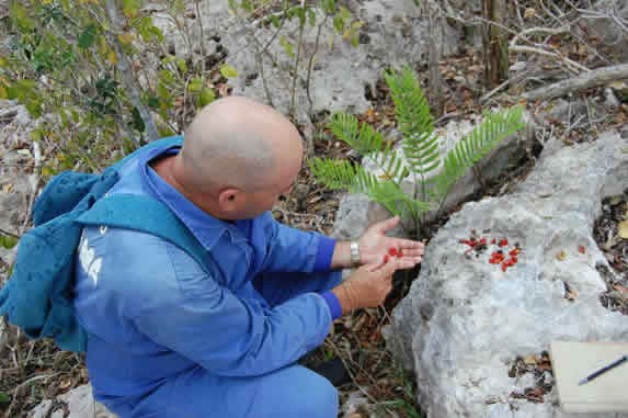 biólogo observando frutos de plantas silvestres