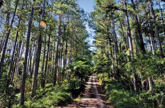 camino de tierra con árboles altos a los lados 