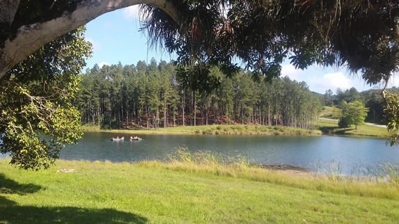 boats on the river surrounded by pine trees