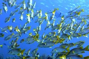 banco de coloridos peces en el mar azul 