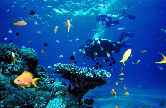 buzos bajo el agua en el arrecife y peces