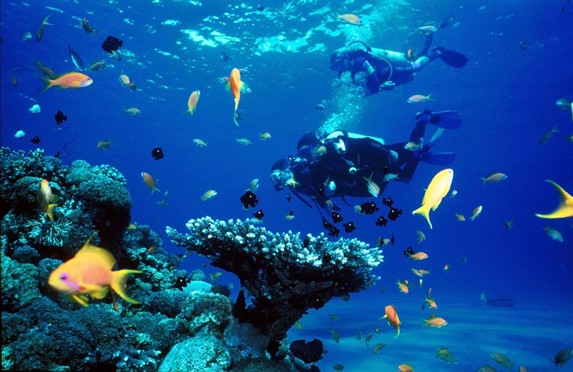 underwater divers on the reef and fish
