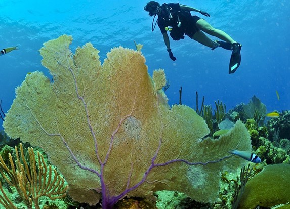 Diving on the beaches of Viñales