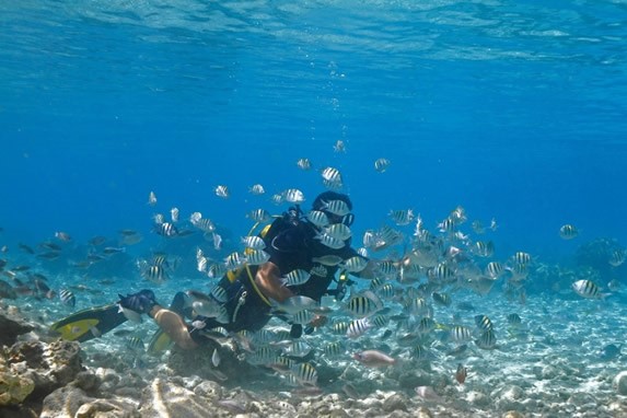 underwater diver surrounded by fish