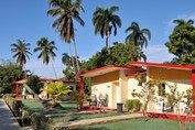 bungalows rodeados de palmeras y vegetación