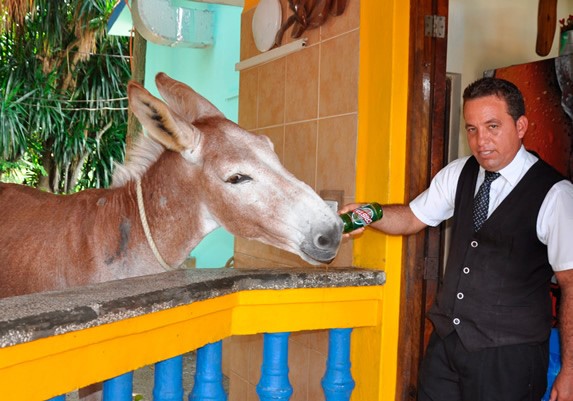 burro tomando cerveza de una botella