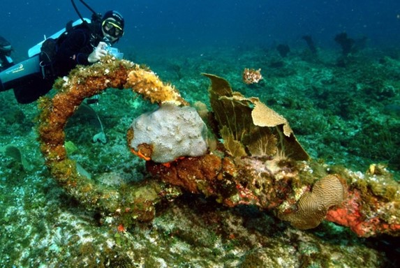 diver on a reef in the ocean