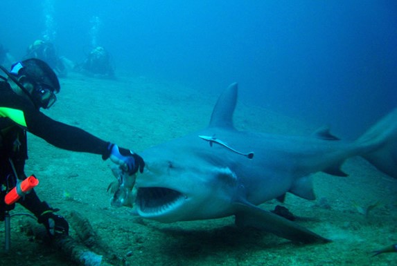 buzo alimentando tiburón bajo el mar