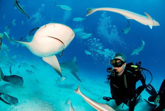 underwater diver surrounded by sharks