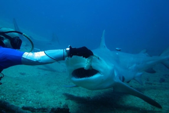 buzo alimentando tiburón bajo el mar