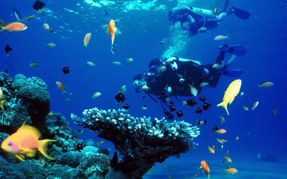 diver surrounded by fish in the ocean