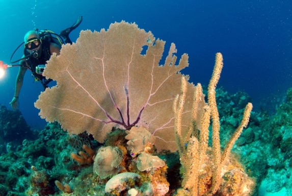 underwater diver watching corals