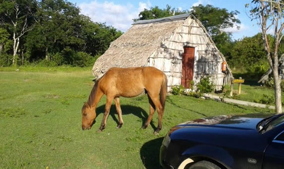 caballo pastando y cabaña de guano