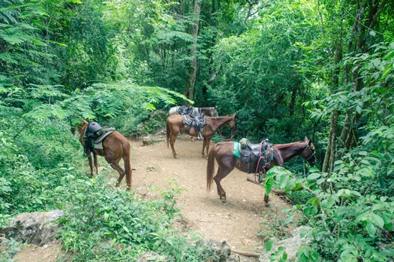 caballos en el valle rodeados de vegetación