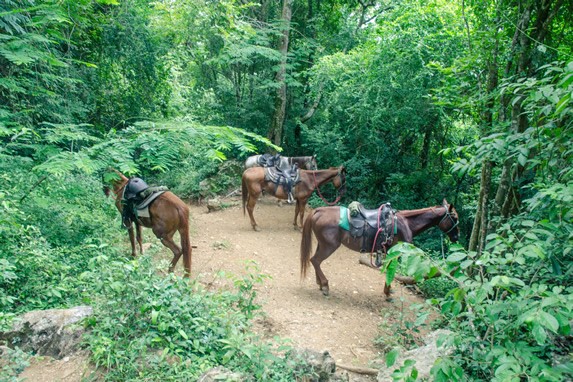 horses in the valley surrounded by greenery