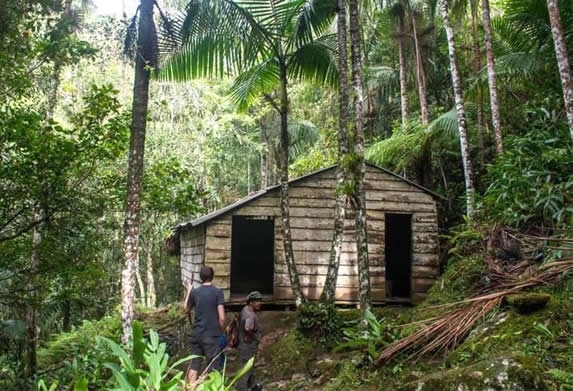 pequeña cabaña de madera entre la vegetación