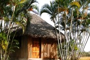 cabaña de guano rodeada de palmeras