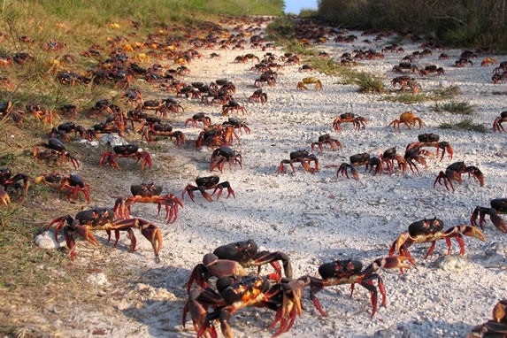 road full of red crabs