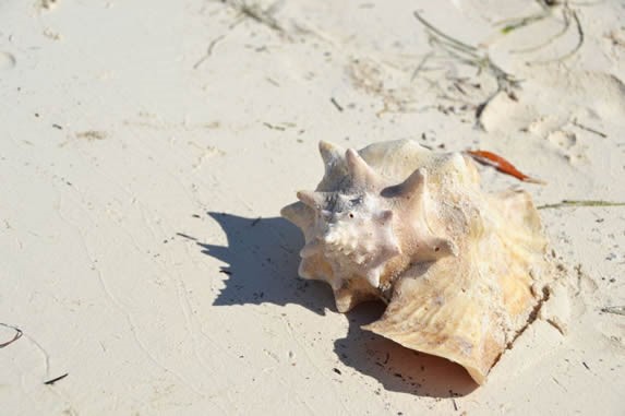 caracola de mar en la arena