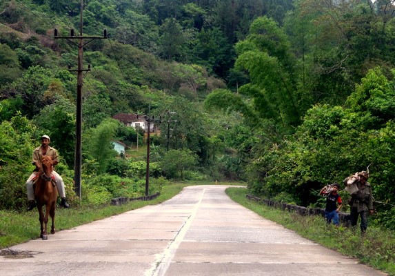 man with horse on a road with greenery