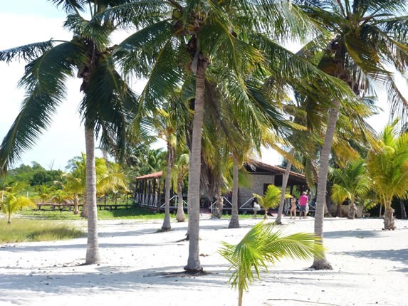 palm trees on the white sand under the blue sky