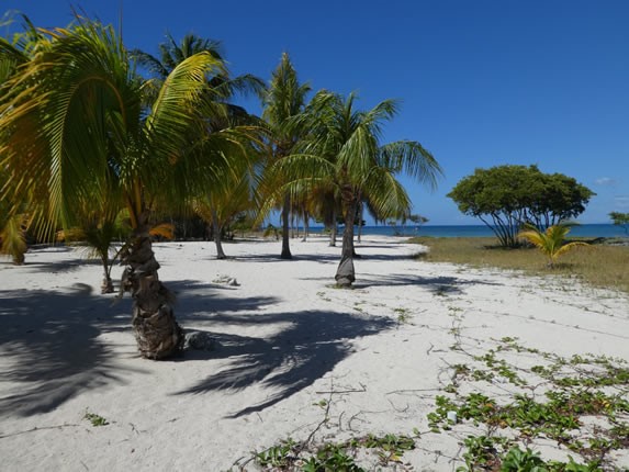 palm trees on the white sand under the blue sky