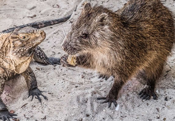 Animals on the beaches of Cayo Iguana