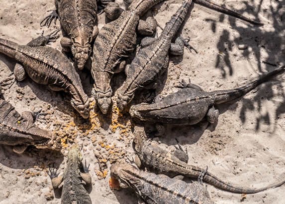 Iguanas in Cayo Iguana, Trinidad