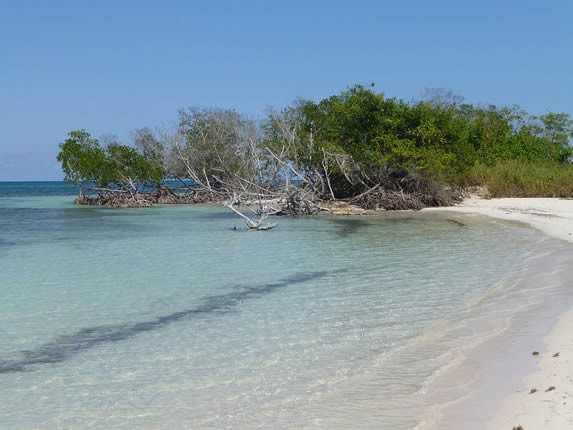 Vegetación en las playas del Cayo