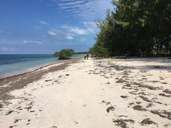 Beaches with extensive vegetation