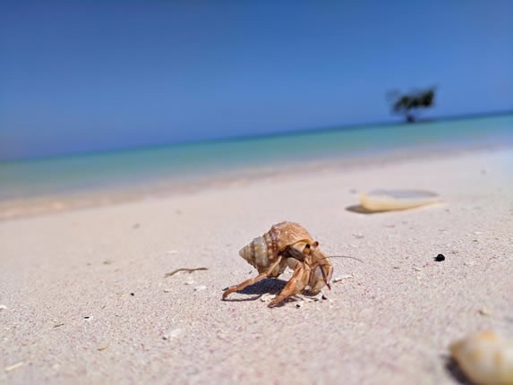 Caracoles en las playas de Cayo Jutias