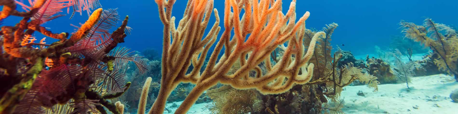 Corals of Cayo Largo