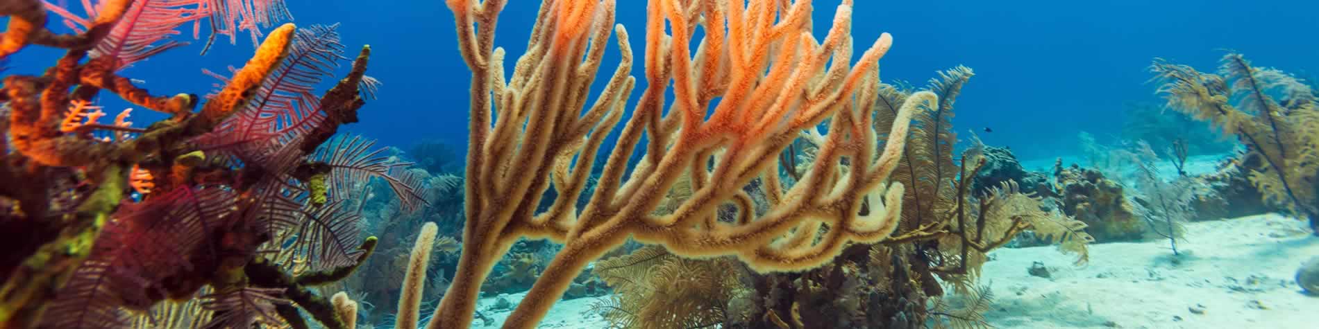 Corals of Cayo Largo