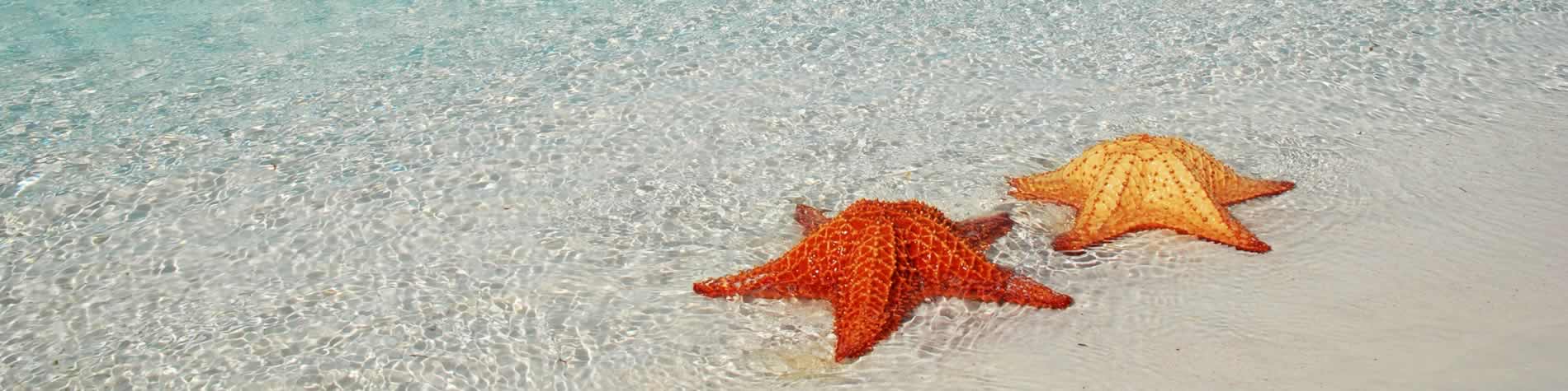 Estrellas de mar en orilla de la playa