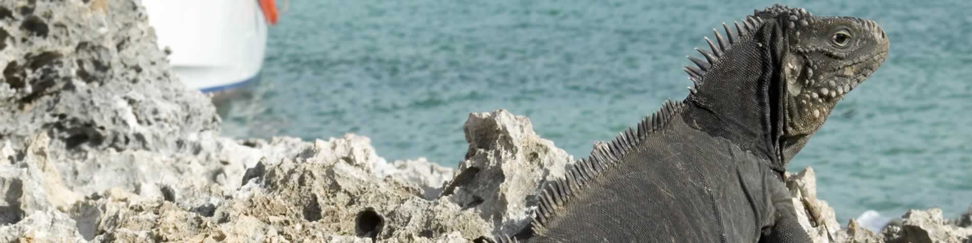 Iguana at Cayo Largo coast