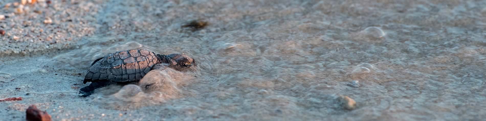 Tortuga recién nacida camino al mar