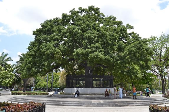 Árbol de Ceiba en el Parque de la Fraternidad