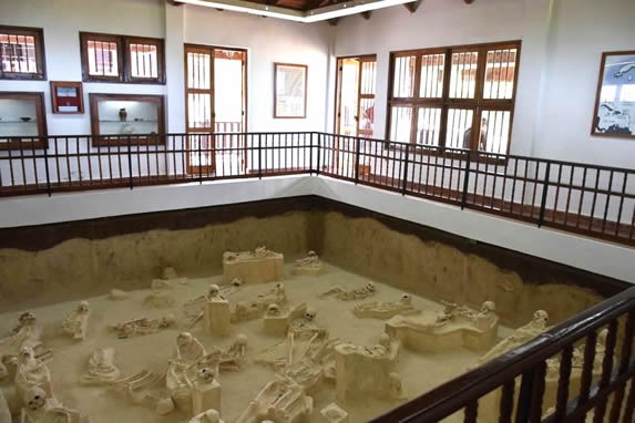 ancient skeletons on display inside a museum