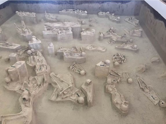 ancient skeletons on display inside a museum