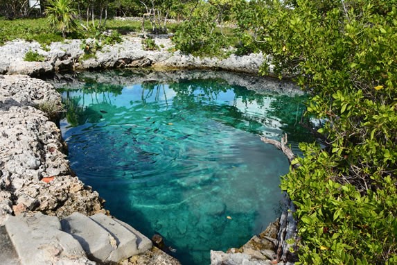 cenote azul con peces rodeado de roca y plantas