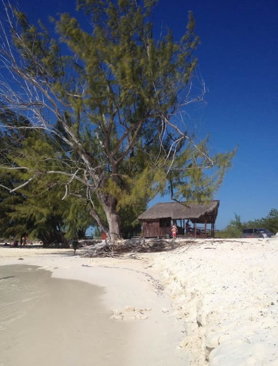 chiringuito de madera en la playa bajo un árbol