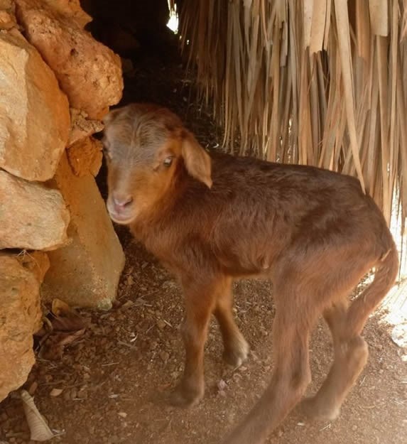 small brown goat