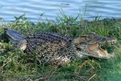 cocodrilo a la orilla de una laguna
