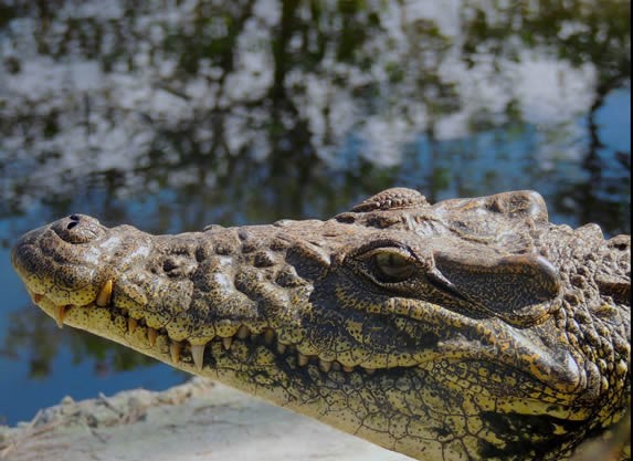 head of cuban crocodile in lagoon