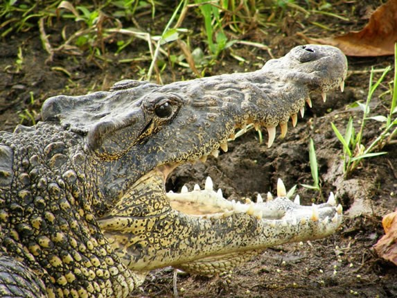 view of the head of a crocodile in the hatchery