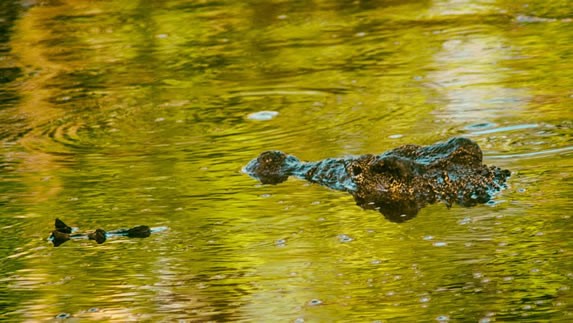 crocodile submerged in the lake