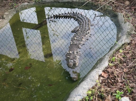 cocodrilo en un pequeño estanque