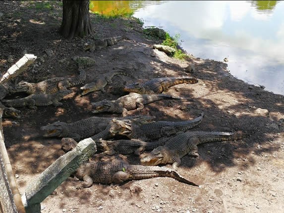 bask of crocodiles by the lake